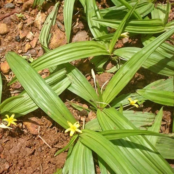 Tiên mao